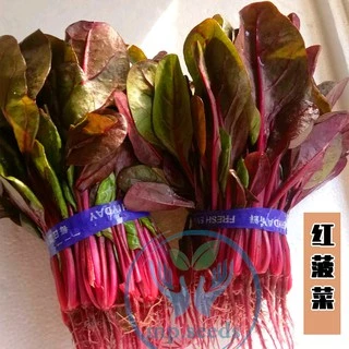 เมล็ดปวยเล้ง ปวยเล้งญี่ปุ่น 250-1600เมล็ด (5-40กรัม) สายพันธุ์ OP