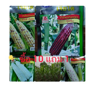 เมล็ดพันธุ์🌽🌽ข้าวโพดข้าวเหนียวลูกผสม.F1.เจียไต๋.10ชอง.แถม1