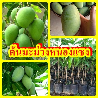 มะม่วงหนองแซง  ผิวของเปลือกจะมีสี เขียวนวลของ เนื้อค่อนข้างขาว กิ่งพันธุ์เสียบยอด