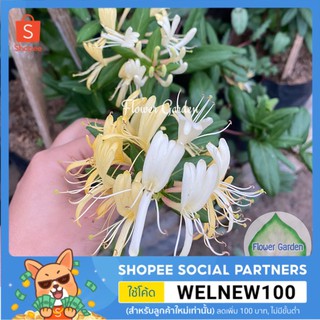 Flower Garden F391 สายน้ำผึ้ง Honeysuckle ดอกหอม โตเร็ว ออกตลอดปี ไม้เลื้อย ปลูกทำซุ้มสวยๆ