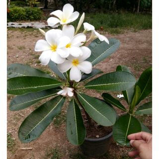 ต้นลั่นทม (ลีลาวดี) ชำกิ่ง กระถาง 6 นิ้ว