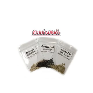 *ตัวเลือกเยอะสุด* เมล็ดผักสลัด100-300เมล็ด 10 บาท งอกดีมีคู่มือ เมล็ดปี68 [12แถม2] เมล็ดพันธุ์ผักสลัด ผักสลัด ผักออแกนิค