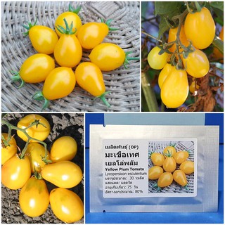 เมล็ดพันธุ์ มะเขือเทศ เยลโล่พลัม (Yellow Plum Tomato Seed) บรรจุ 30 เมล็ด คุณภาพดี ราคาถูก ของแท้ 100%