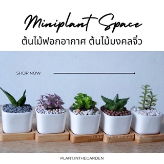 #PG1 🌳ต้นไม้ฟอกอากาศ ต้นไม้มงคลขนาดจิ๋ว 🌳 หลากหลายแบบมาพร้อมกระถางเซรามิคสีขาวและจานรองไม้อย่างดี 💕