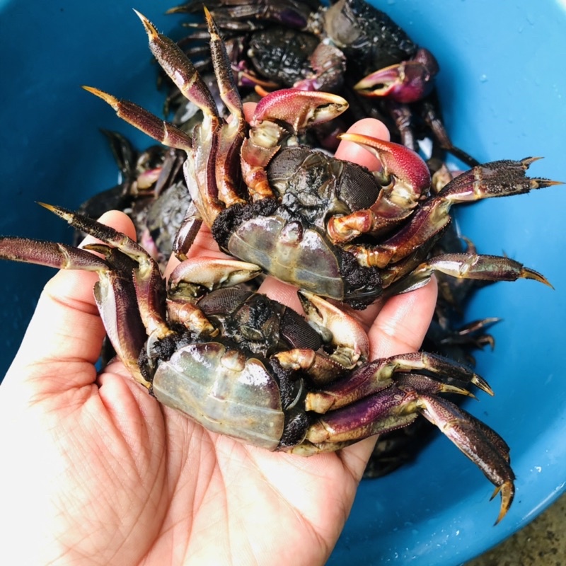 🦀 ปูเค็ม 🦀 ปูดอง 🦀 ปูแสม 🦀 ปูส้มตำ คละตัวผู้ตัวเมีย  ไซส์ L 8-11 ตัว/ต่อกล่อง - รูปที่ 3