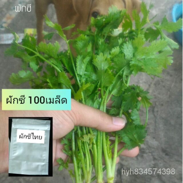 พ่อค้าเมล็ดพันธุ์ (เมล็ดดอกไม้)เมล็ดผักชี 100เมล็ด ผักชีไทย ผักชีทั่วไป  เมล็ดพันธุ์/เมล็ดดอก พันธุ์ดอกไม้ เมล็ดพันธุ์ต้