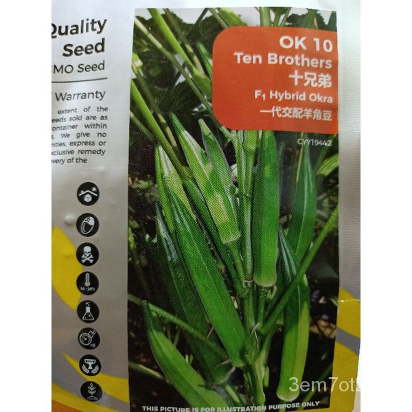 4 pc biji BENIH BENDI lebat hybrid F1 (TEN BROTHER) okra seeds lady fingerแม่และเด็ก/ผู้ชาย/พาสต้า/เ