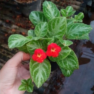 Episcia(ดอกสีแดง)กระถาง4นิ้ว