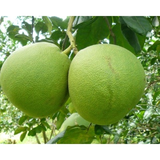 ส้มโอ(Pomelo)อัมพวาพันธุ์ขาวใหญ่แท้ 100%สินค้าออร์แกนิค