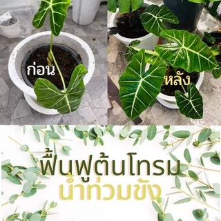 สเปรย์บำรุงใบ ใบใหญ่ ใบเขียว กระตุ้นการแตกใบ แตกยอด ปลอดภัยต่อผู้ใช้ ขนาด 450 ml
