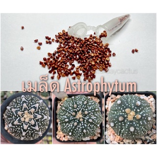 เมล็ดแอสโตร astrophytum mix วี ซูเปอร์คาบูโตะ ปลาดาว ด่าง 30 เมล็ด  พิเศษ แถมฟรี พีทมอส