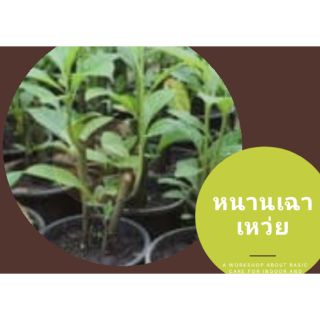 ต้นหนานเฉาเหวย 🌱ต้นไซส์ใหญ่แข็งแรงพร้อมลงดิน 🛍️"NEWYBAV" โค้ทส่วนลด 100.-