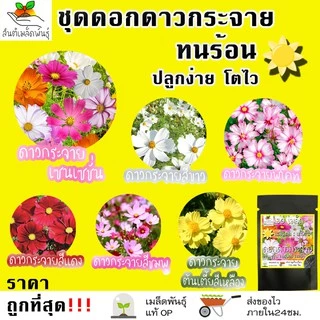เมล็ดพันธุ์ ชุดดอกดาวกระจาย ดอกคอสมอส ปลูกง่าย ทนร้อนโตไว พร้อมส่ง ดาวกระจายเซนเซชั่น/สีขาว/พิโคที/สีแดง/สีชมพู/สีเหลือง