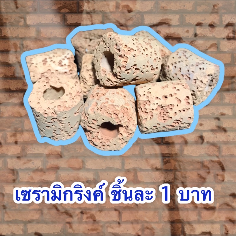 เซรามิกริงค์ 1 ชิ้น วัสดุกรอง ใช้เป็นที่หลบลูกกุ้ง หรือลูกปลาได้ (จัดส่ง5ชิ้นขึ้นไป)