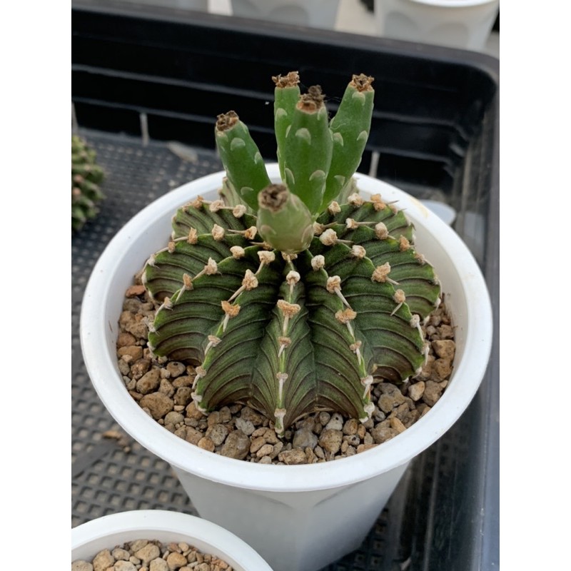 เมล็ด LB2178 เมล็ด LBแท้ ต้นแม่ 12 พู*ต้นพ่อ 13 พู จำนวน 10 เมล็ด LBแท้ เมล็ดแคคตัส เมล็ดLB