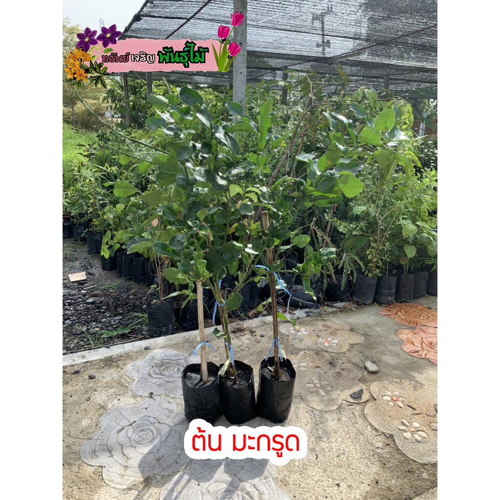 ต้นมะกรูด เสียบรากส้มโอ พร้อมส่ง สำคัญกรุณาสั่งซื้อในเวลา12:00น.-00:00น.
