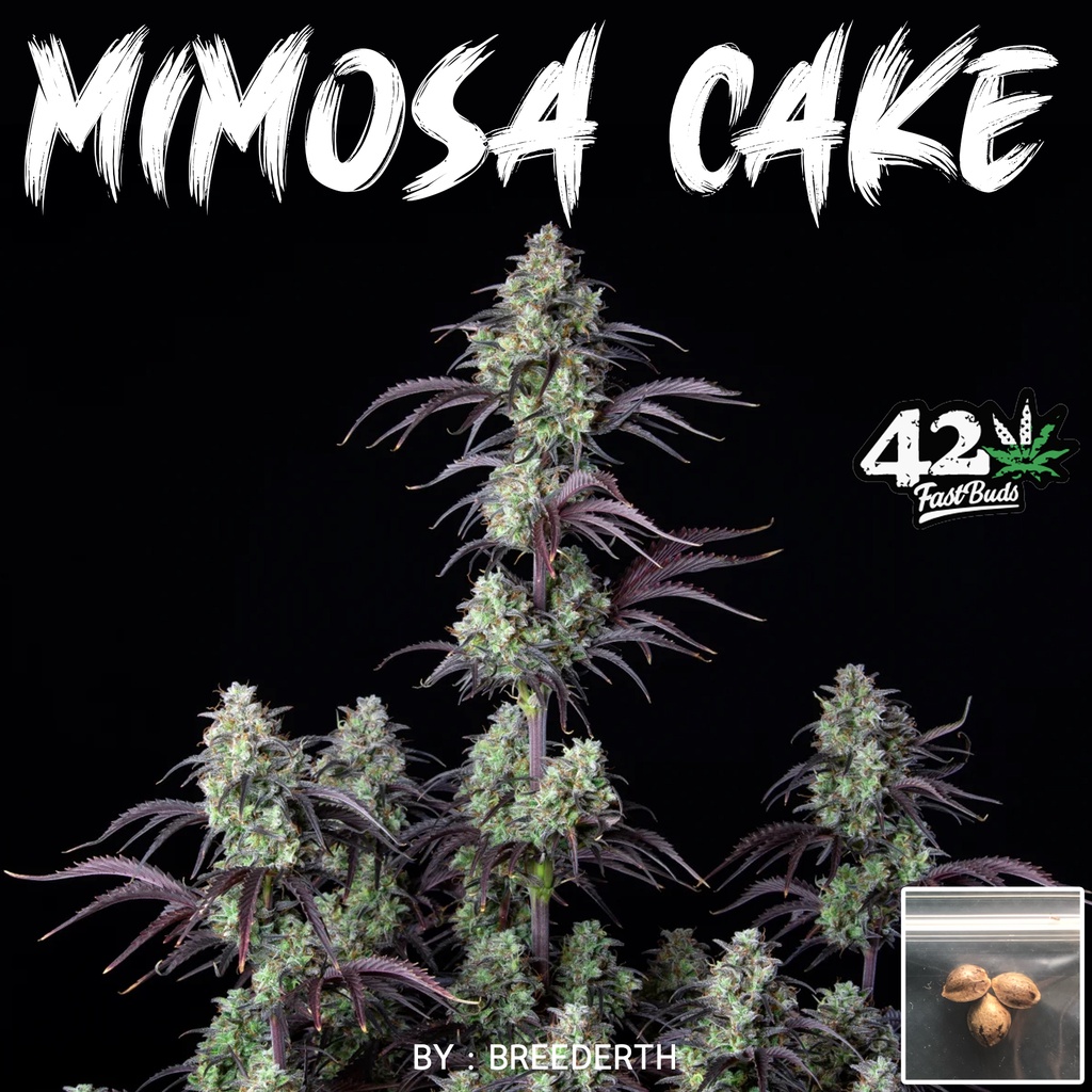 เมล็ดกัญชา Mimosa Cake บรีดไทย เมล็ดพันธุ์กัญชา สายพันธุ์แท้ พร้อมส่ง 1 ชุด 3 เมล็ด ไม่งอก เคลมฟรี 1 ครั้ง