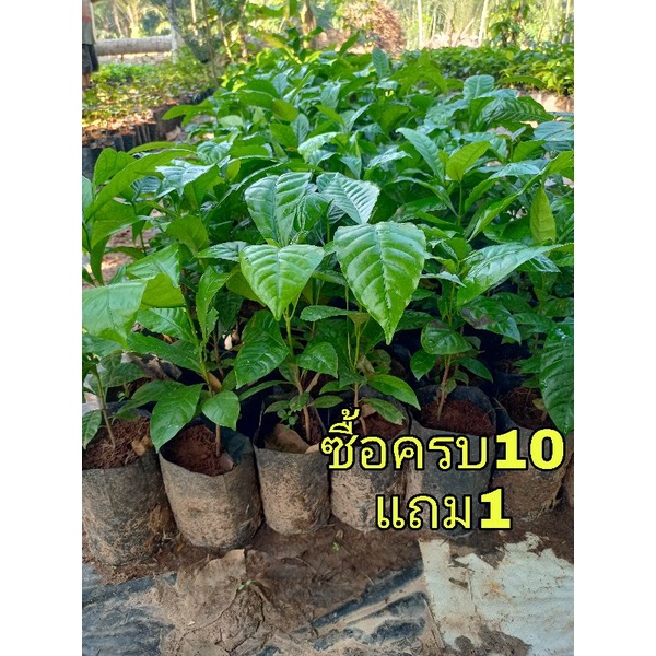 ต้นกาแฟโรบัสต้าชุมพร เพาะเมล็ดสูง30-40ซม.1ชุด11ต้น☕☕