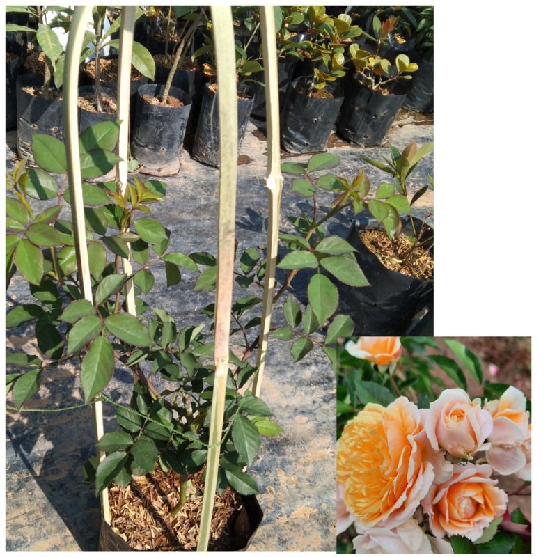 กุหลาบเลื้อยสีส้มอมเหลืองออกดอกเก่ง