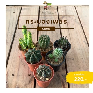 ต้นกระบองเพชร (Assorted Cactus) แคคตัสคละ 5 สายพันธุ์