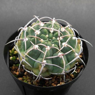 Gymnocalycium vatteri(เมล็ดจากเกาหลี)30เมล็ด.-109