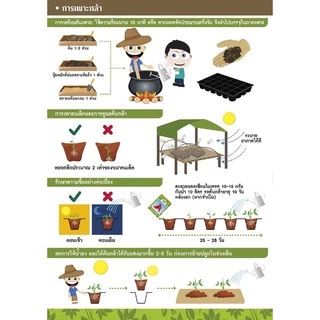 GGEW เมล็ดพันธุ์ พริกหนุ่มขาวลูกผสม หยกขาว F1 150เมล็ด ตราศรแดง