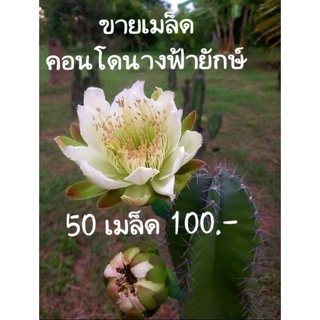 เมล็ดคอนโดนางฟ้ายักษ์ (50 เมล็ด 100 บาท) กระบองเพชรปราสาทนางฟ้า กระบองเพชรยักษ์ Cereus peruvianus