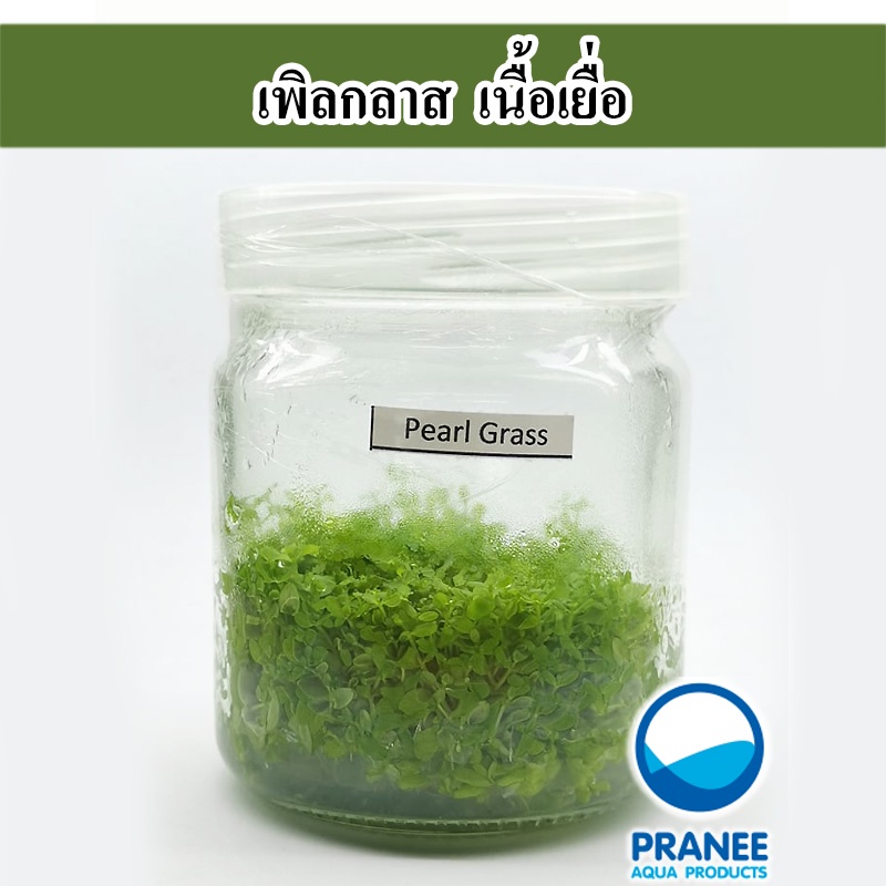 เพิลกลาส (ในรูปเนื้อเยื่อ) ต้นไม้น้ำ ต้นไม้น้ำตกแต่งตู้ปลา ***กรุณาอ่านรายละเอียดก่อนสั่งซื้อ***