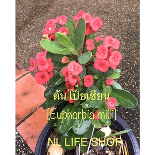 🚚ส่งพร้อมกระถางสีดำ12นิ้ว❣ต้นโป๊ยเซียนพร้อมดอกสวยงามมาก [Euphorbia milli]