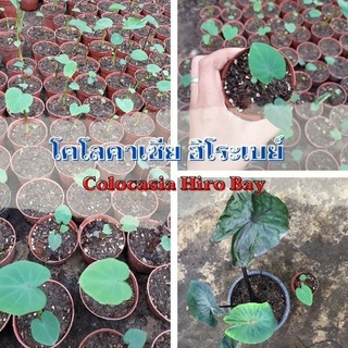 1 ต้น โคโลคาเซีย ฮิโระเบย์ Colocasia Hilo bay ปลูกได้ทั้งแบบบนดินและในน้ำ💦 จัดส่งแบบคละต้น สินค้าพร้อมส่ง