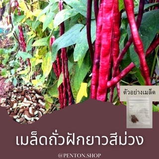 เมล็ดพันธุ์ถั่งฝักยาวสีม่วง 5 เมล็ด ขั่นต่ำโปรดสั่งสินค้าภายในร้าน30บาทขึ้นไป