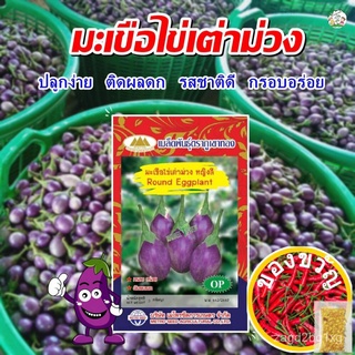 เมล็ดมะเขือไข่เต่าม่วง หญิงลี Round Eggplant ตราภูเขาทอง เมล็ดมะเขือ เมล็ดพันธุ์มะเขือ เมล็ดผักสวนครัว เมล็ดพันธุ์ผักผัก