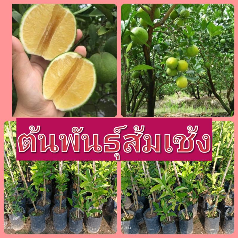ต้นพันธุ์ส้มเช้ง ติดตา มีรากแก้ว รากแน่นทะลุถุงติดผลไว ปลูกระยะเวลาประมาณ 1-2 ปีติดผล