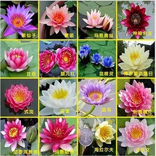 7 เมล็ด เมล็ดบัว คละสี ดอกเล็ก สายพันธุ์เมล็ดบัว ดอกบัว Lotus seeds