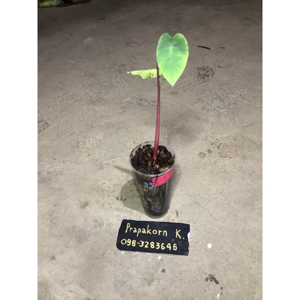colocasia hawaiian punch