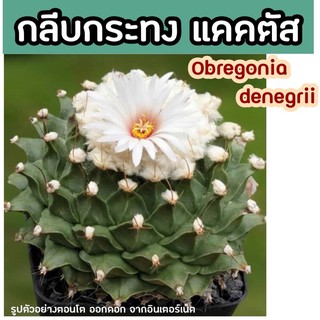 ✳️☀️กลีบกระทงแคคตัส ขนาด 3 cm(Obregonia denegrii) มีไว้คู่วันลอยกระทง ชั้นกลีบสวยมาก สีดอกขาวสะอาดตาสวยคุ้มจ้า