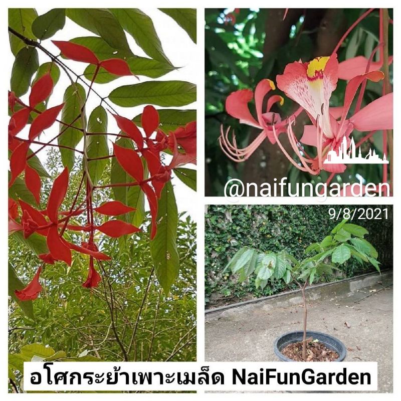 ต้นเพาะเมล็ด​อโศกระย้า​ โสกระย้า​ โศกระย้า​ เพาะเมล็ดอยู่ในกระถาง 10 นิ้ว