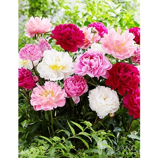 20 เมล็ด เมล็ดโบตั๋น ดอกโบตั๋น ดอกพีโอนี (Peony) คละสี