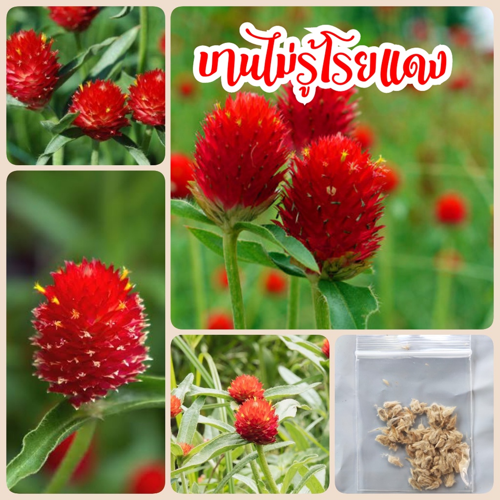 ดอกบานไม่รู้โรย สีแดงสตอเบอรี่ 70 เมล็ด