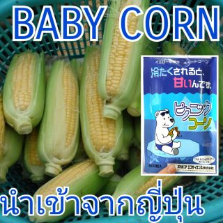 (แบ่งขาย4เมล็ด) BABY CORN โตประมาณฝ่ามือ