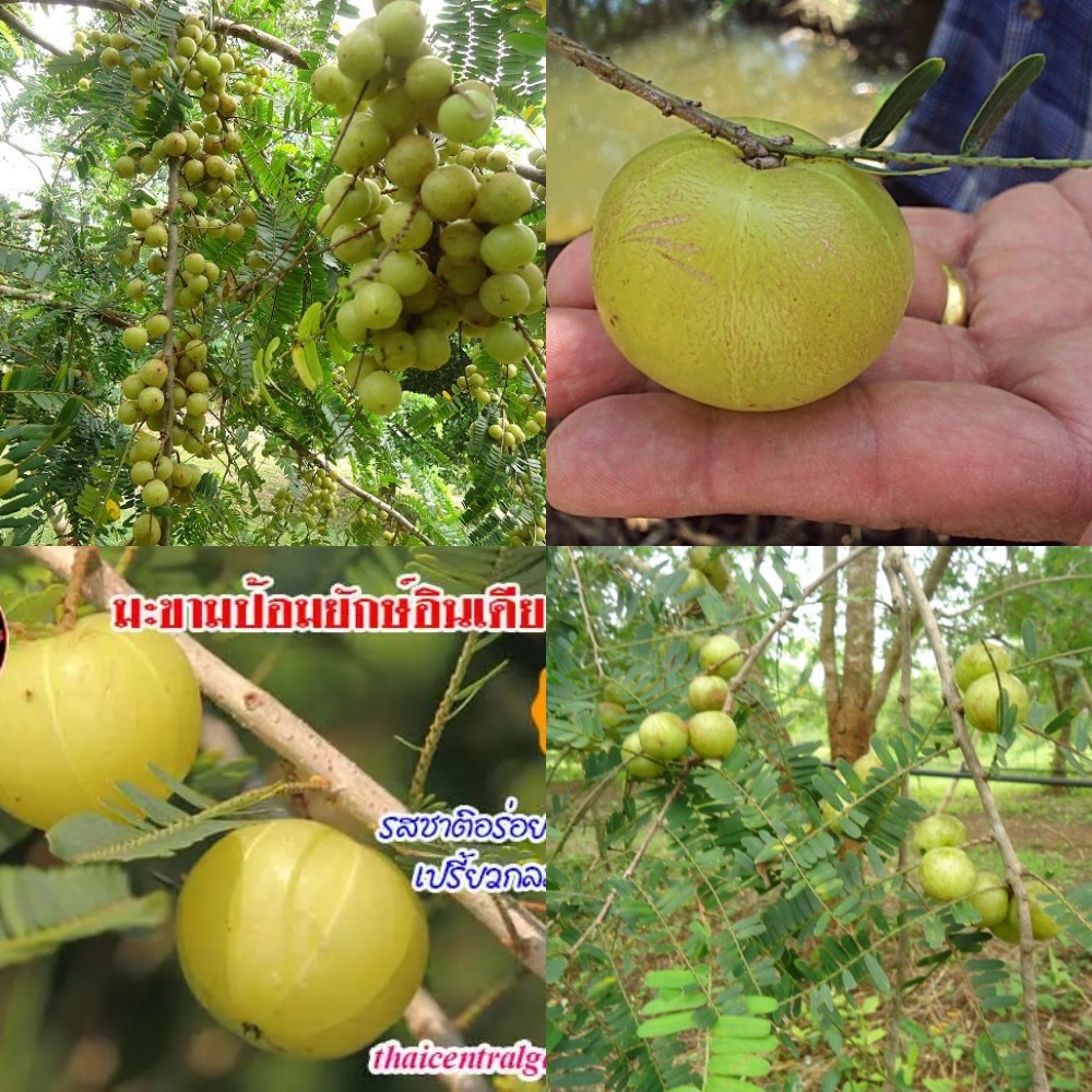 เมล็ดพันธุ์มะขามป้อมยักษ์ เมล็ดมะขามป้อม มะขามป้อมยักษ์อินเดีย ผลใหญ่ เนื้อเยอะฉ่ำน้ำ ราคา ถูกที่สุด ดีลบีเคเค รูปภาพหลัก