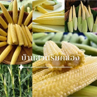 เมล็ดข้าวโพดอ่อน ถูกที่สุด 10บาท