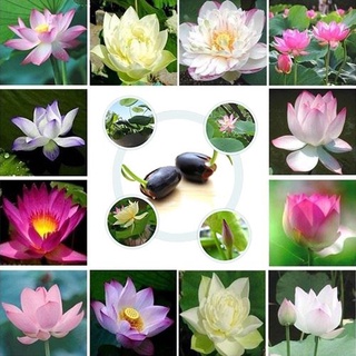 7 เมล็ด เมล็ดบัว คละสี ดอกเล็ก สายพันธุ์เมล็ดบัว ดอกบัว Lotus seeds