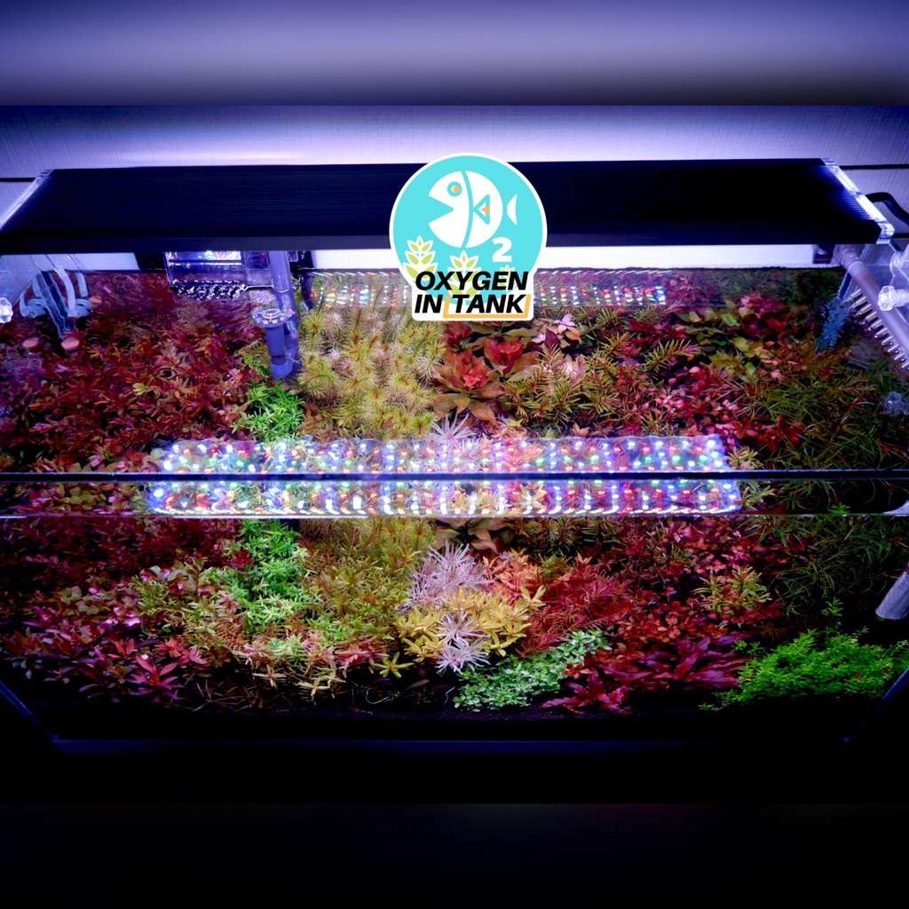 Wizard ADVANCE GROWTH STEP-B (ปุ๋ยไม้น้ำหลังตั้งตู้ 3 เดือน) เร่งการเจริญเติบโตและสีสันของต้นไม้น้ำ