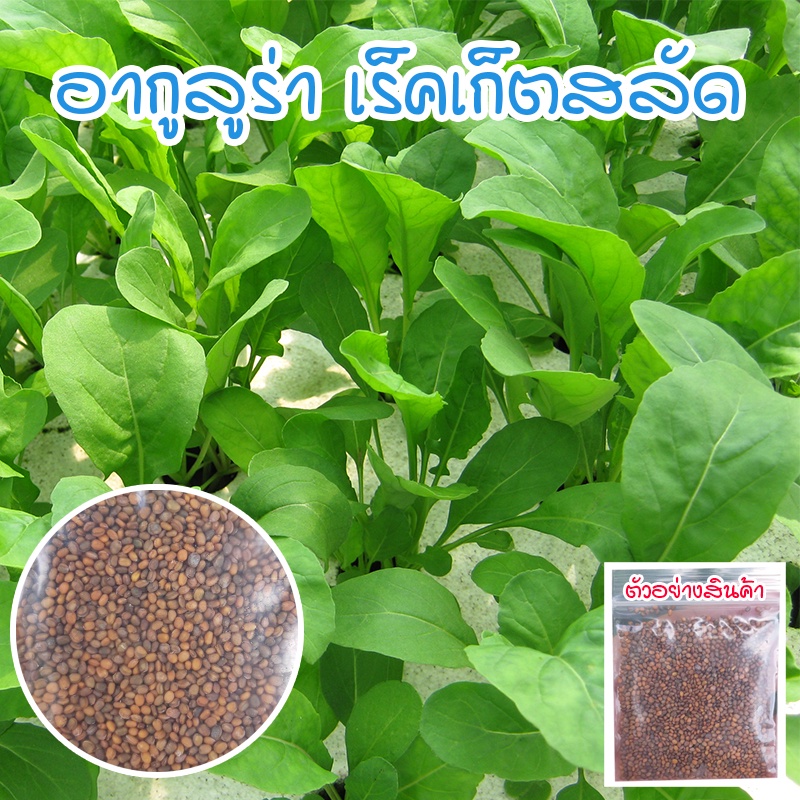 เมล็ดพันธุ์ อกูล่า ร็อคเก็ต สลัด อากูรูล่าร็อคเก็ต 90-300 เมล็ด [ซื้อ 10 แถม 1 คละได้]