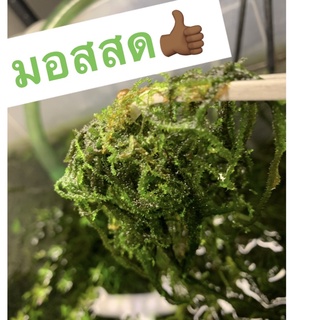 มอสสด หญ้ามอสสด ตกแต่งตู้ปลา ไม้น้ำ ต้นเขากวาง Pink Rotala Ludwigia  ลัดวิเจียด รีเพล สาหร่ายหางกระรอก