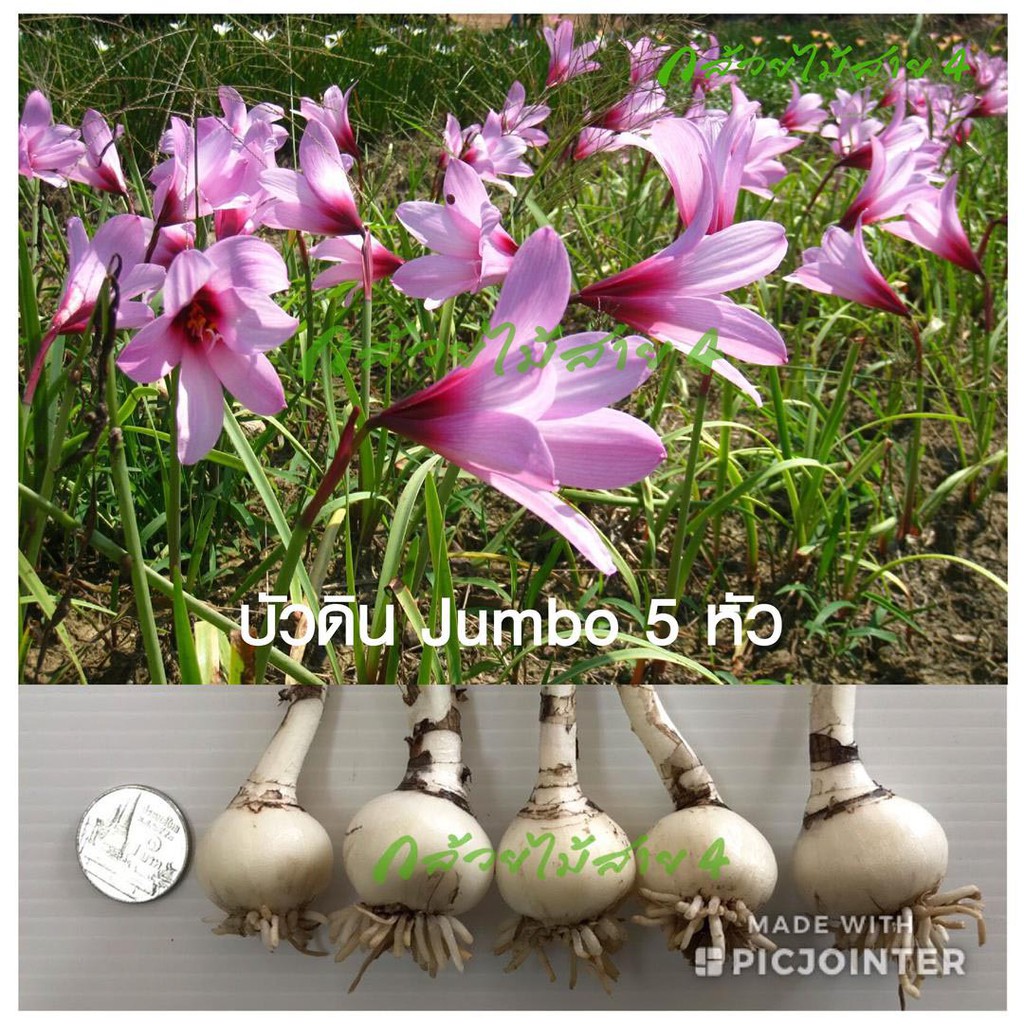 บัวดินจัมโบ้ Jumbo ดอกบัวดินสีชมพู 5 หัว – โปรปัง
