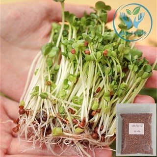 เมล็ด ไมโครกรีน ไควาเระ (Microgreen Kaiware)  บรรจุ 100 กรัม