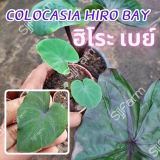 1 ต้น Colocasia Hilo bay โคโลคาเซีย ฮิโระเบย์  ปลูกได้ทั้งแบบบนดินและในน้ำ💦 จัดส่งแบบคละต้น สินค้าพร้อมส่ง