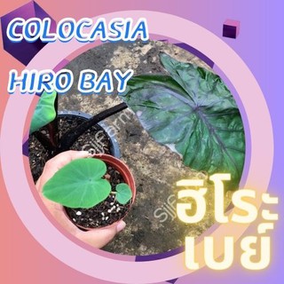 1 ต้น โคโลคาเซีย ฮิโระเบย์ Colocasia Hilo bay ปลูกได้ทั้งแบบบนดินและในน้ำ💦 จัดส่งแบบคละต้น สินค้าพร้อมจัดส่ง